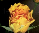 Роза Sphinx Gold (Сфинкс Голд)