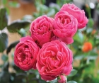 Роза Morsdag Pink (Морсдаг Пинк)