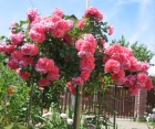Роза Morsdag Pink (Морсдаг Пинк) Роза Morsdag Pink (Морсдаг Пинк)