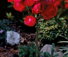 Роза Morsdag Red (Морсдаг Ред) Роза Morsdag Red (Морсдаг Ред)