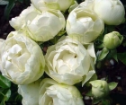 Роза Morsdag White (Морсдаг Уайт)