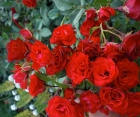 Роза Red Fairy (Ред Фейри) Роза Red Fairy (Ред Фейри)