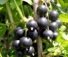 Cмородина чёрная Юбилейная Копаня