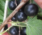 Смородина чёрная Казацкая