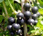 Смородина чёрная Казацкая