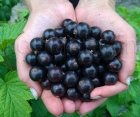 Смородина чёрная Казацкая