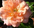 Троянда English Sonette (Інгліш Сонет)