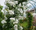 Роза Family White (Фемели Уайт)